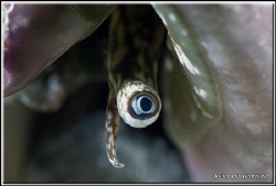 Big brother is watching you !!!!...........D200/60mm + UCL by Yves Antoniazzo 
